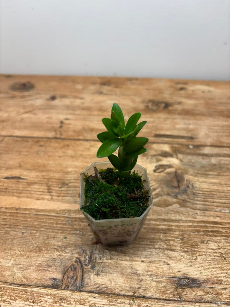 Disterigma agathosmoides