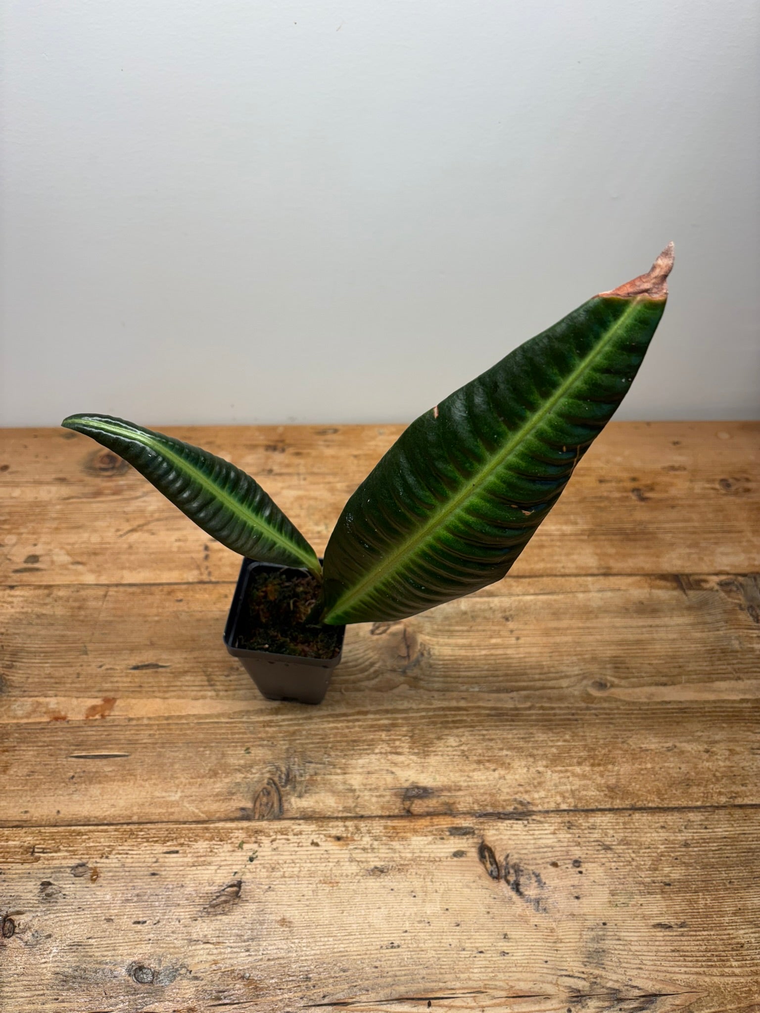 Labisia sp. (Serimbu)