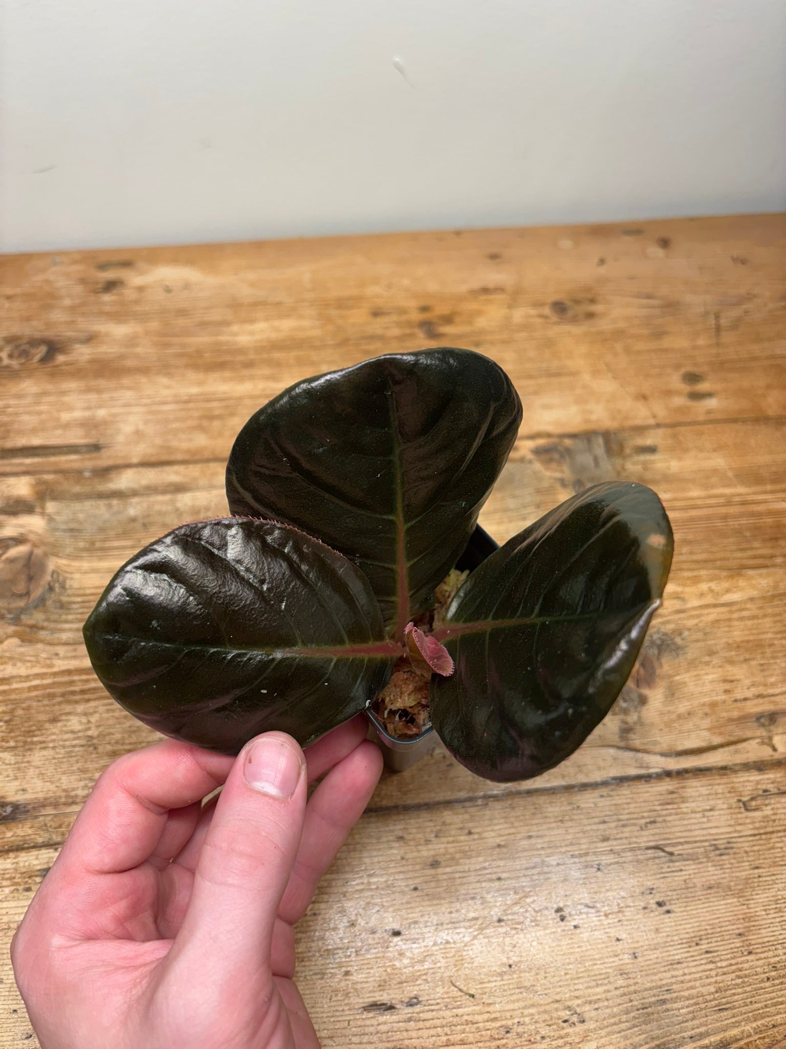 Ardisia species (Vị Xuyên, Hà Giang, Vietnam)