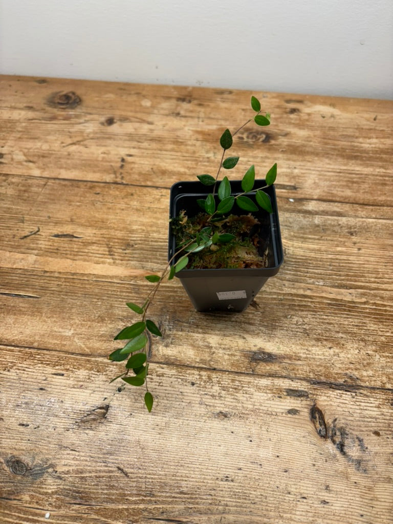 Sphyrospermum buxifolium