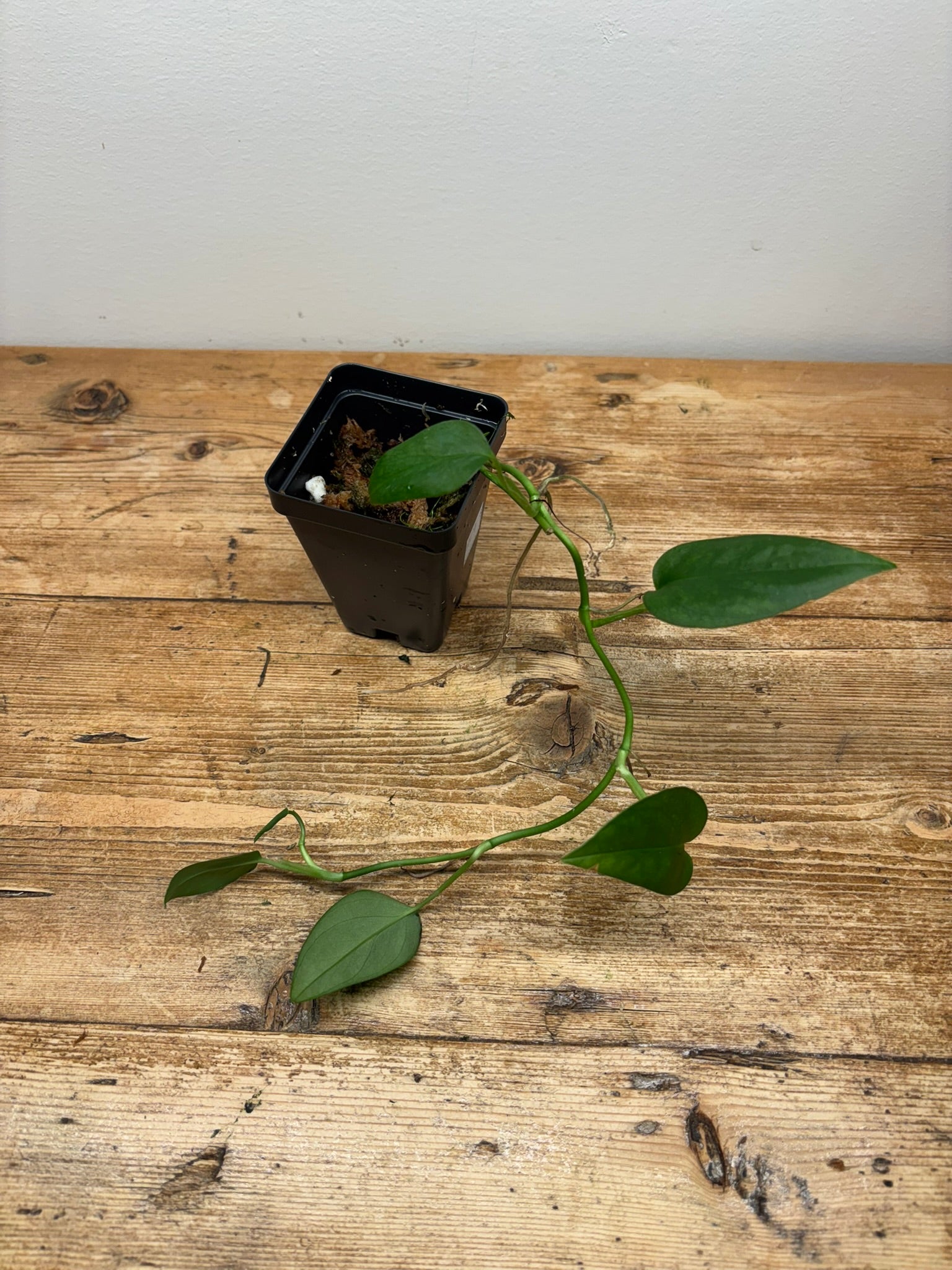 Philodendron sp. (Arenal)