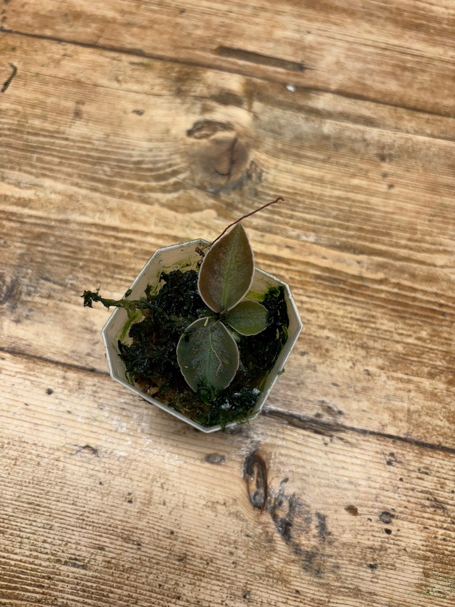 Labisia sp. ’Stardust’