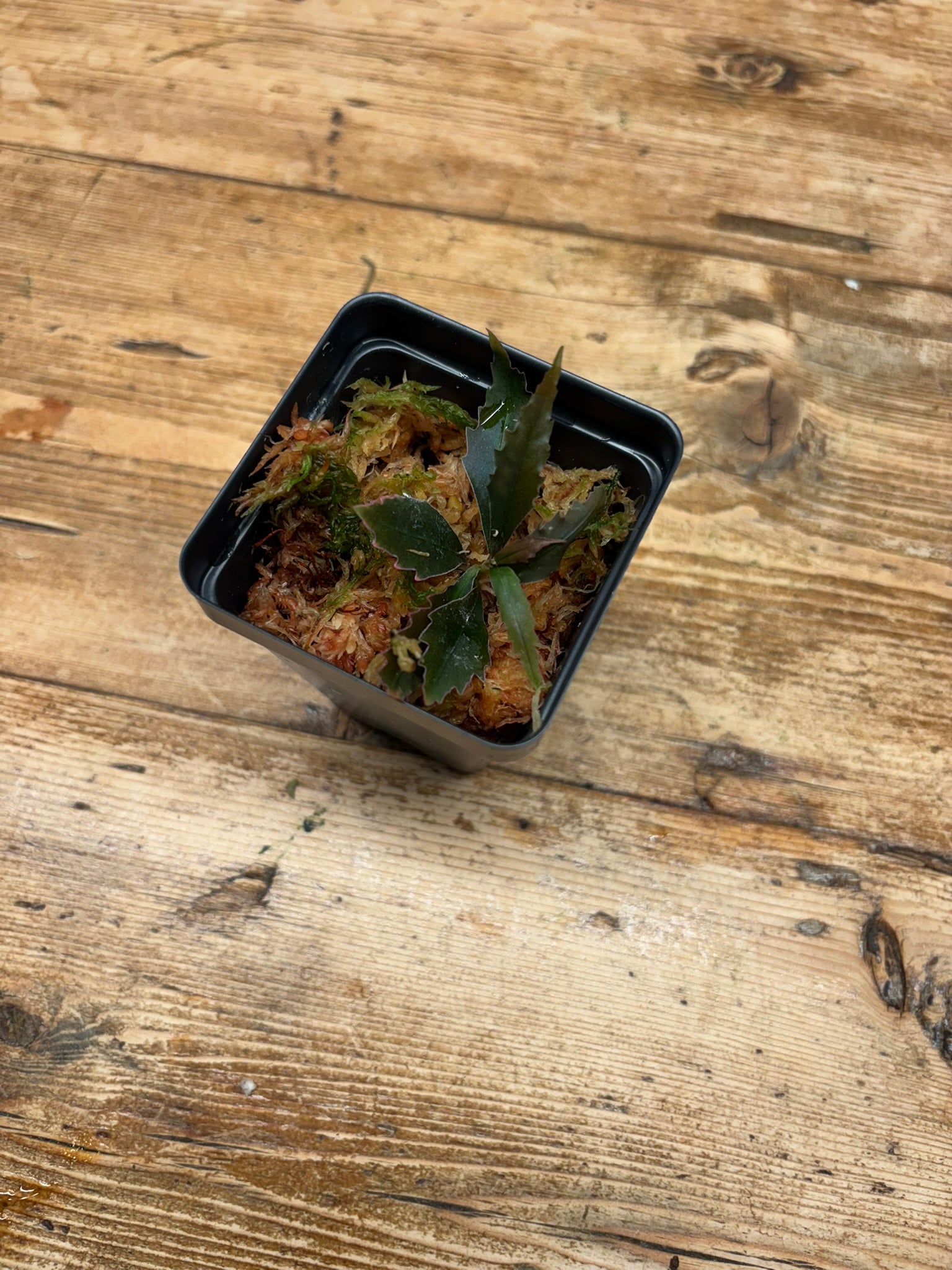 Labisia sp. ‘Ferny’