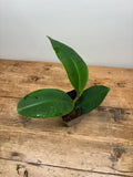 Emblemantha urnulata 'Delicate Pattern'