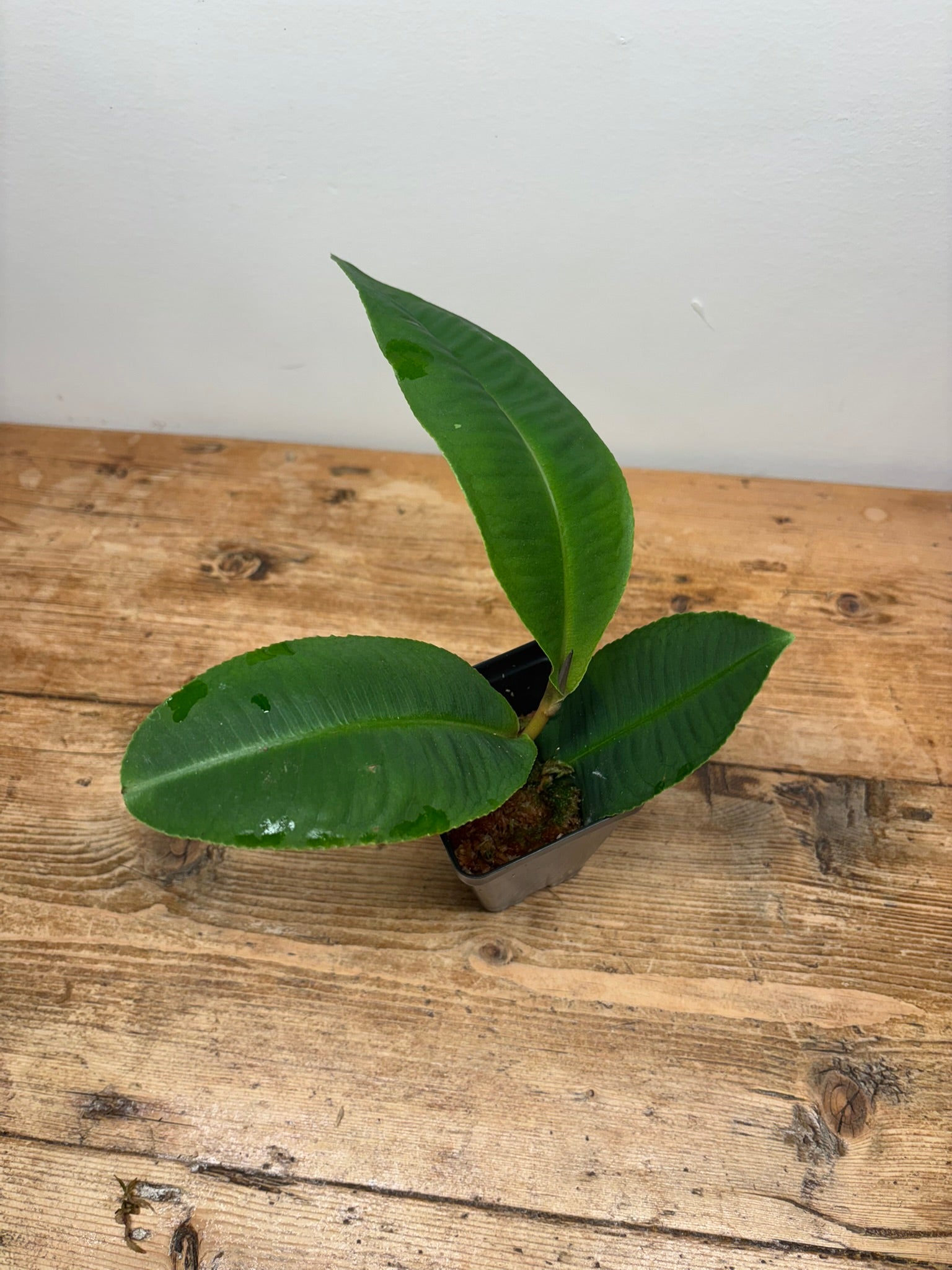 Emblemantha urnulata 'Delicate Pattern'
