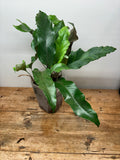 Pyrrosia lingua variegated