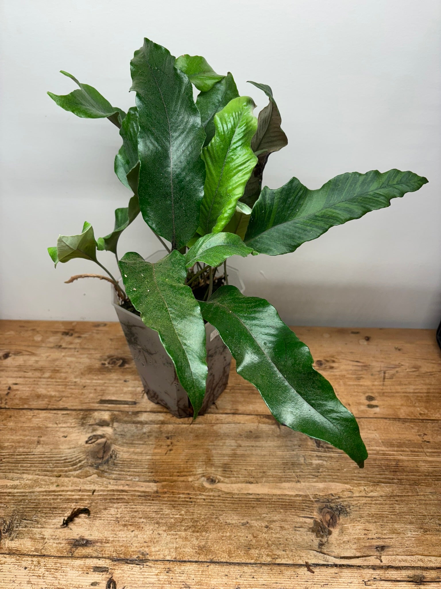 Pyrrosia lingua variegated