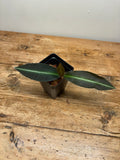 Labisia pumila