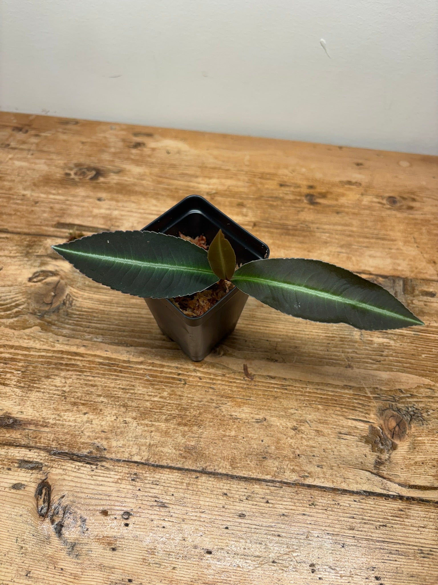 Labisia pumila
