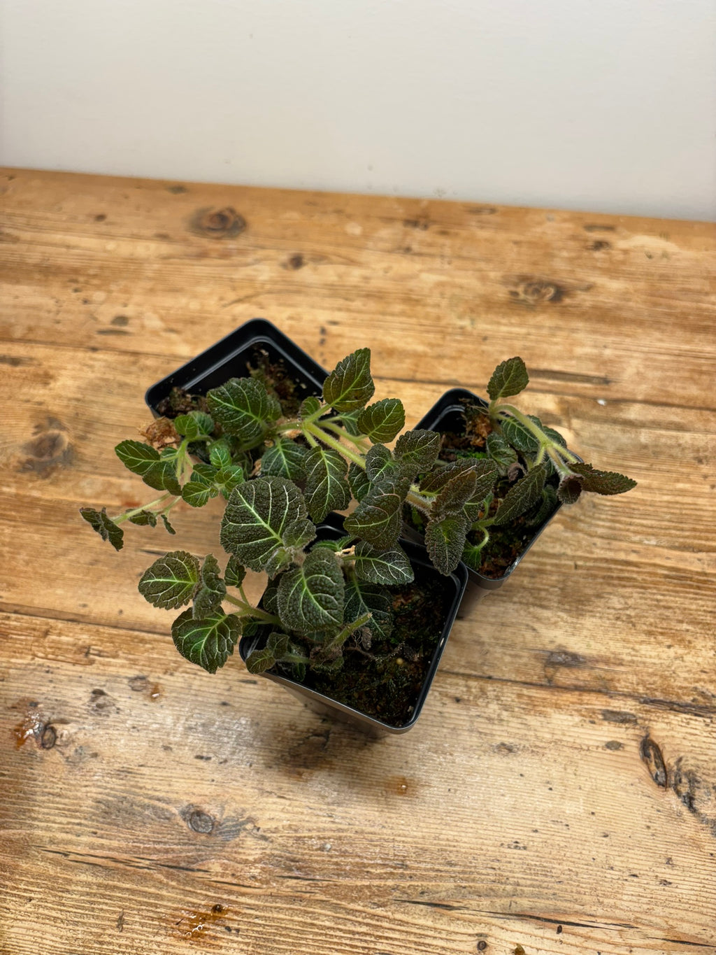 Pearcea hypocyrtiflora