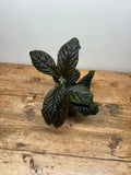 Labisia species 'Corrugated'