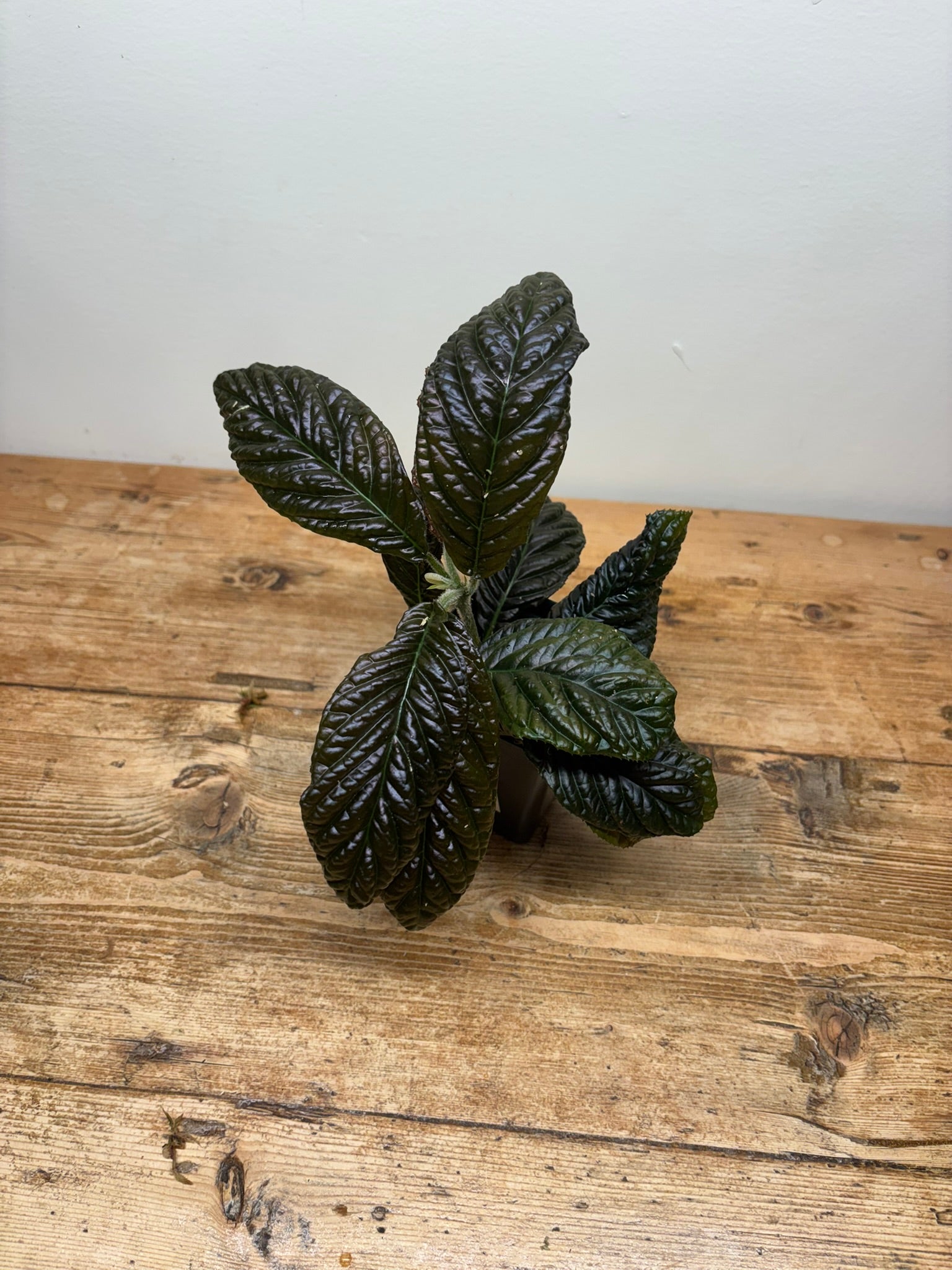 Labisia species 'Corrugated'