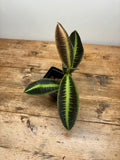 Emblemantha urnulata 'Veinless Fluo Yellow'