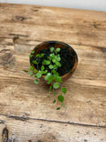 Sphyrospermum buxifolium