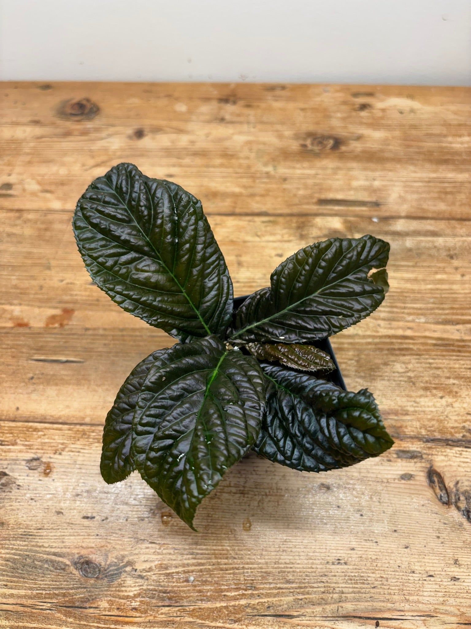 Labisia sp. ‘Copper Corrugated’