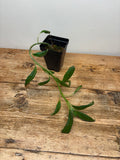 Columnea tenensis