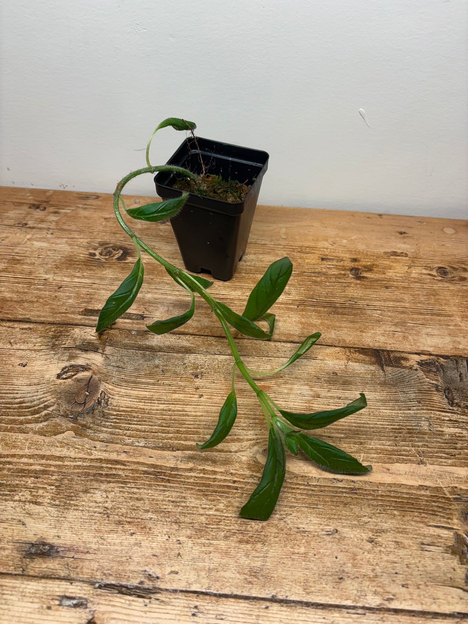 Columnea tenensis