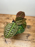 Labisia beccarii