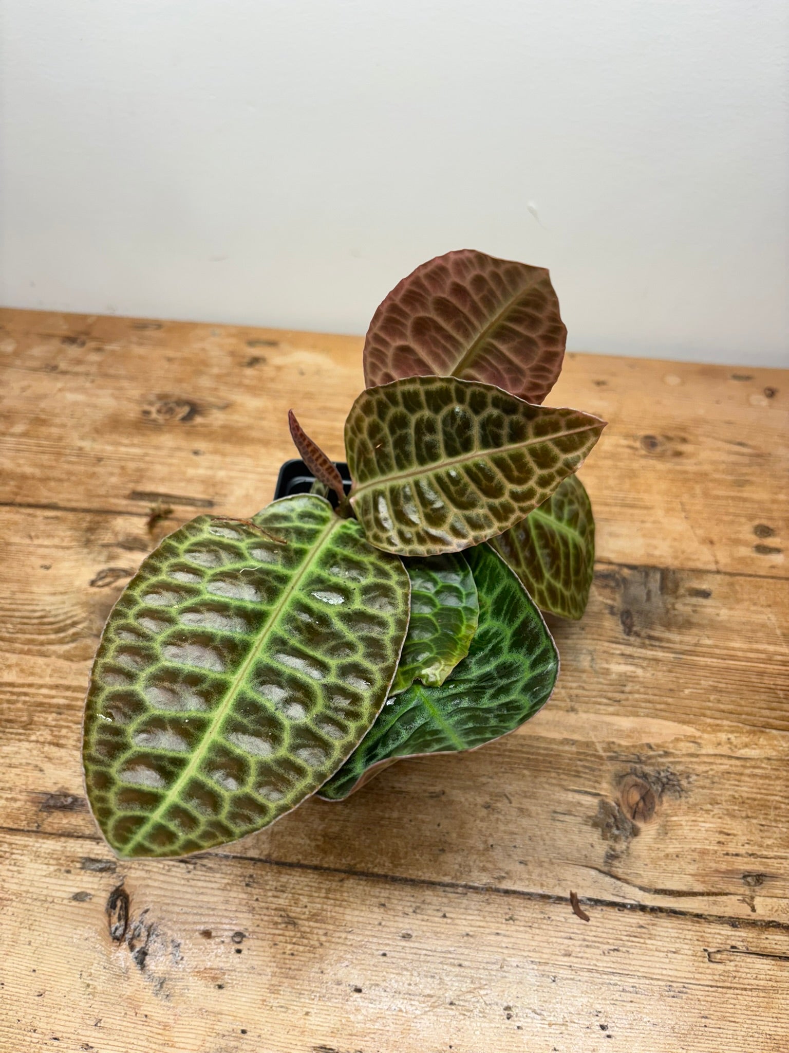Labisia beccarii