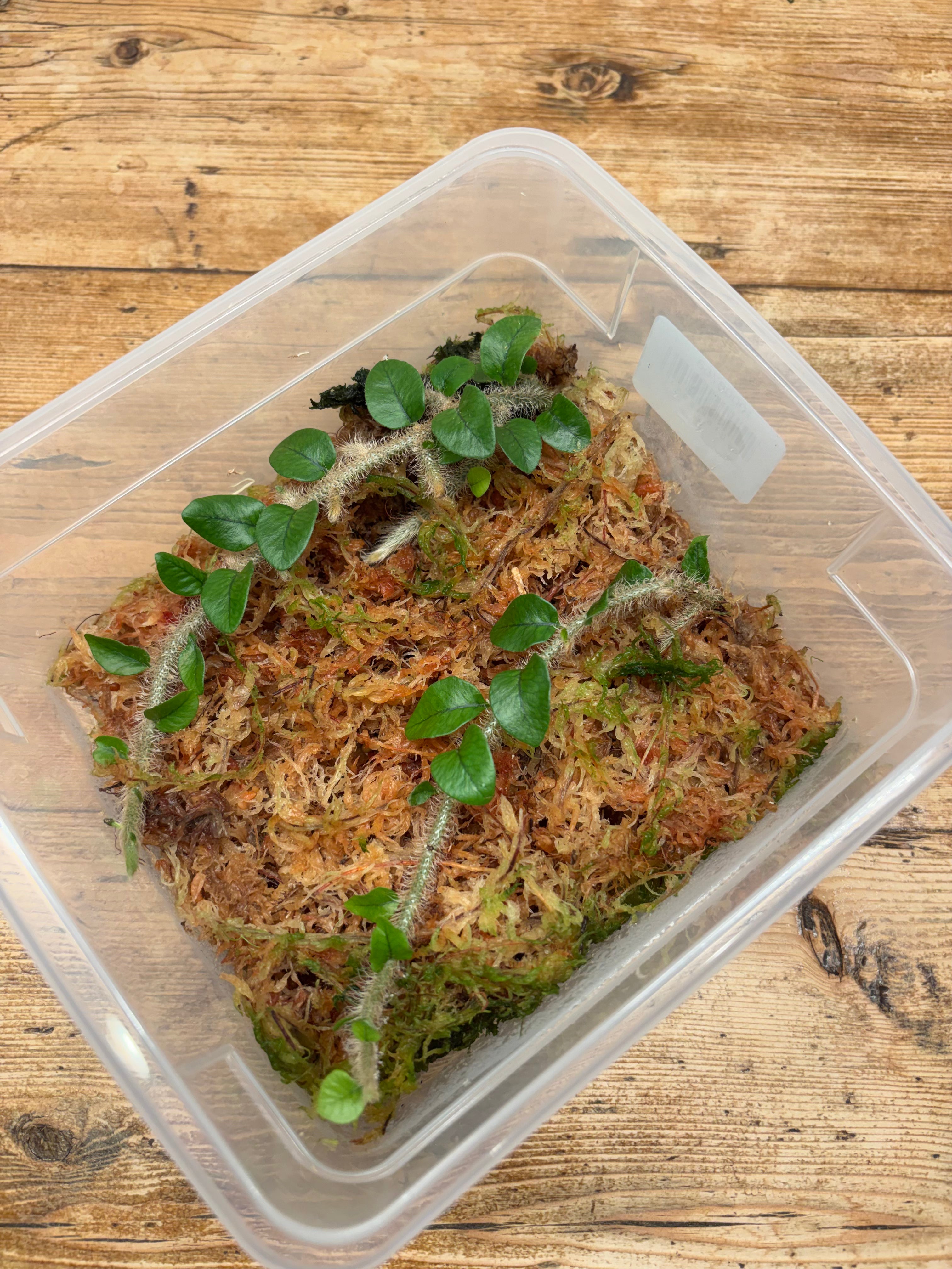 Microgramma percussa