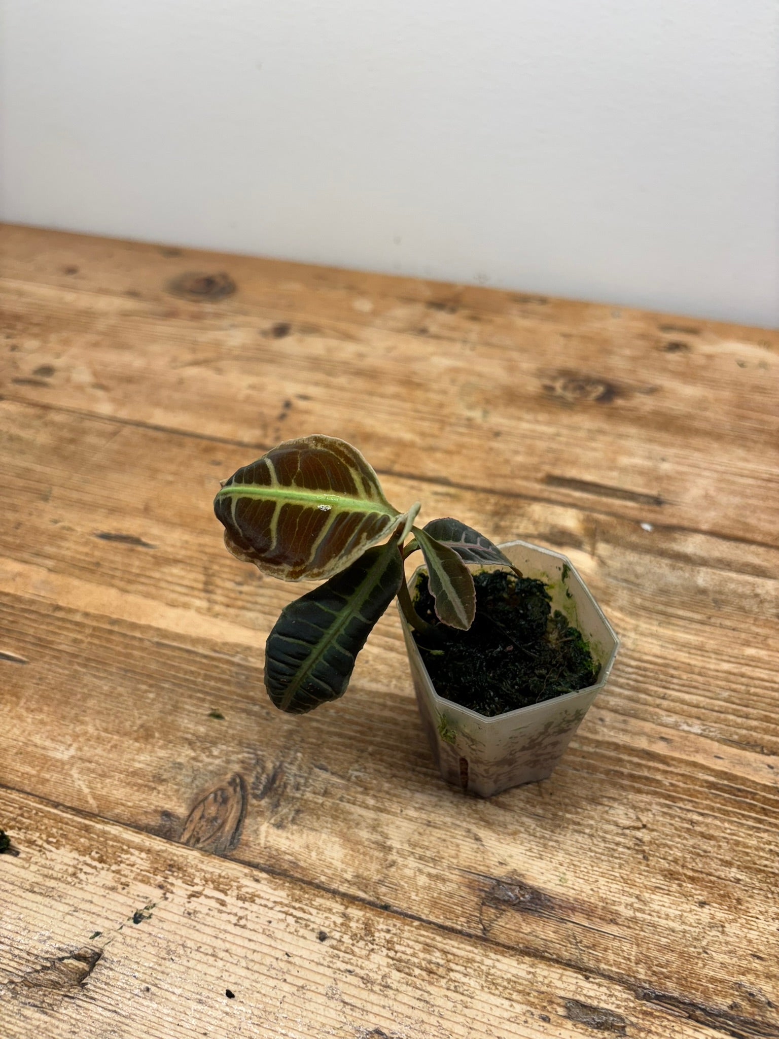 Emblemantha urnulata ‘Fluo Green’