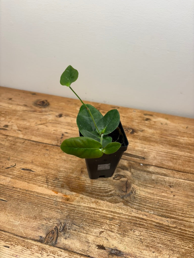 Macleania pentaptera