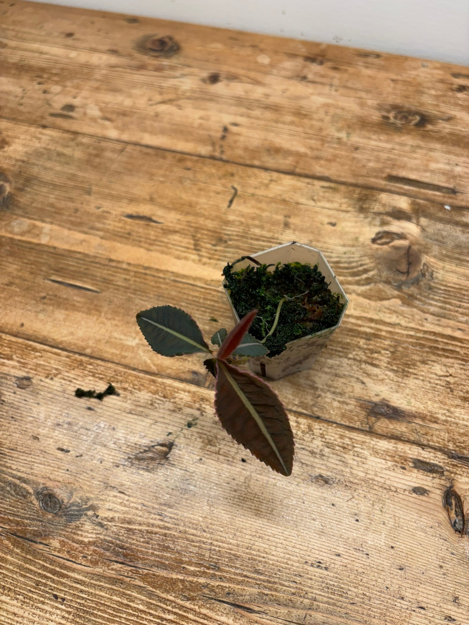 Emblemantha urnulata