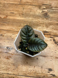 Ardisia sp.