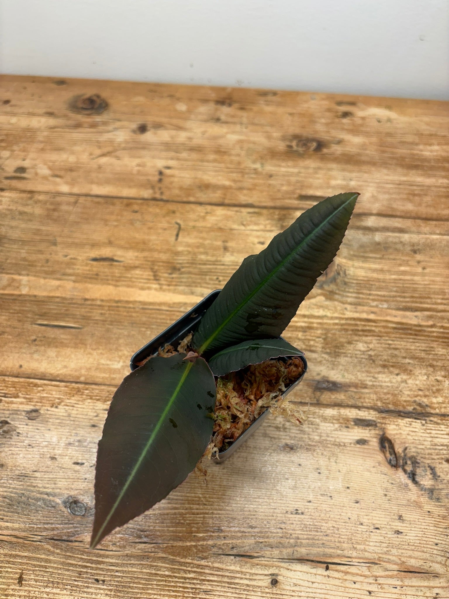 Ardisia sp. ‘Pink Line’