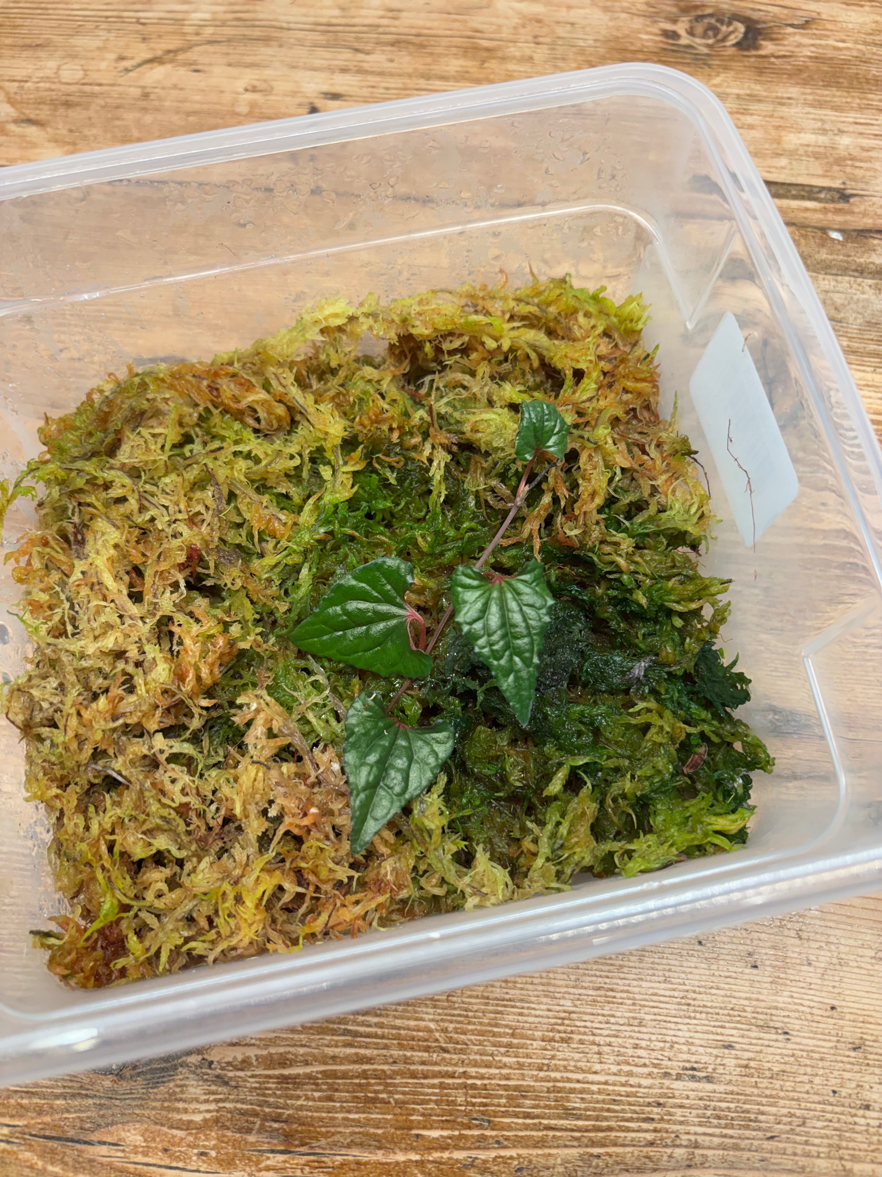 Piper sp. (Carranglan)