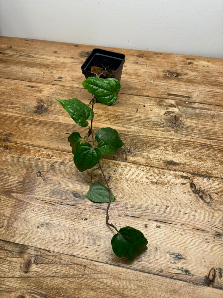 Piper sp. (East Java)