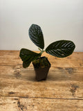 Ardisia species
