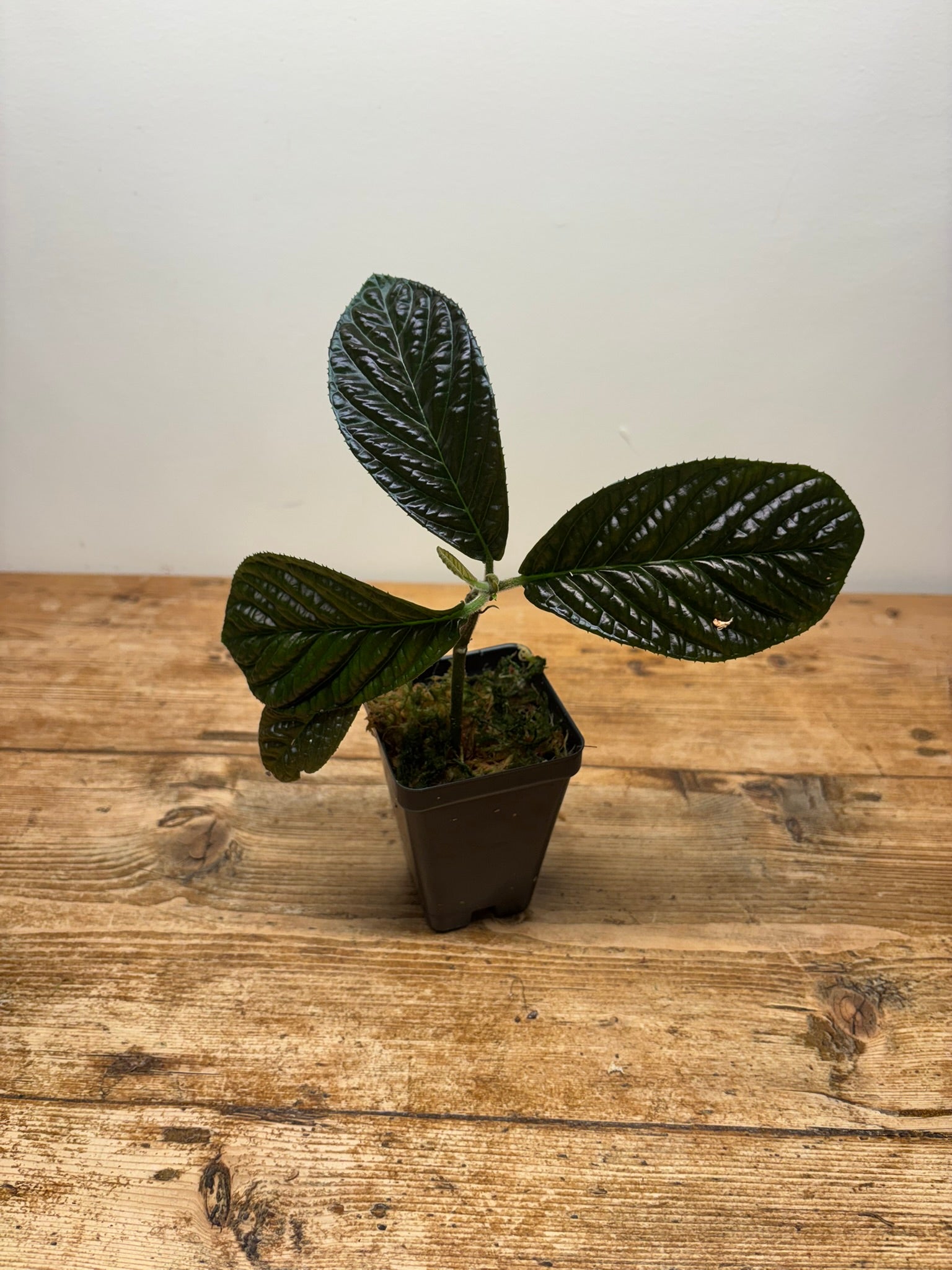 Ardisia species