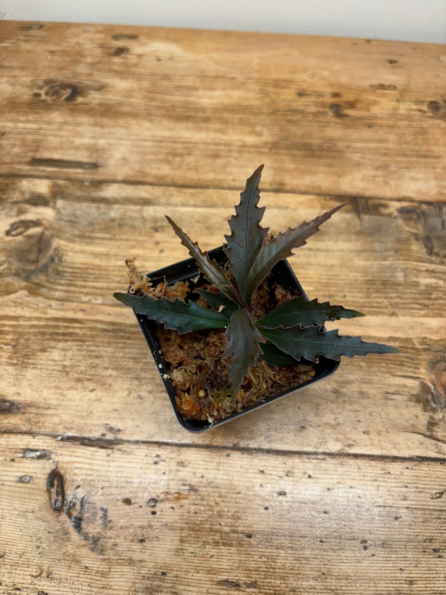 Labisia sp. 'Ferny'