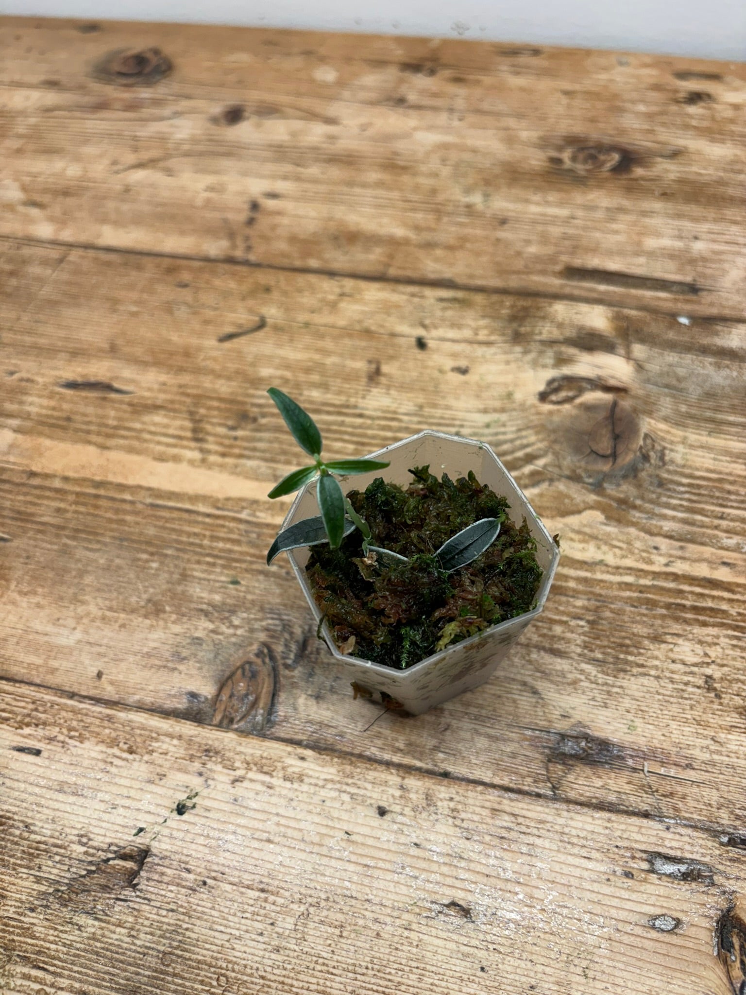 Gesneriad sp. (West Kalimantan)