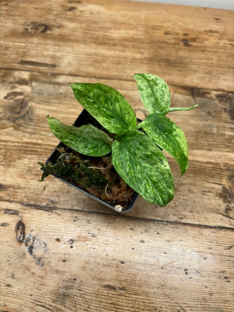 Rhaphidophora korthalsii variegated
