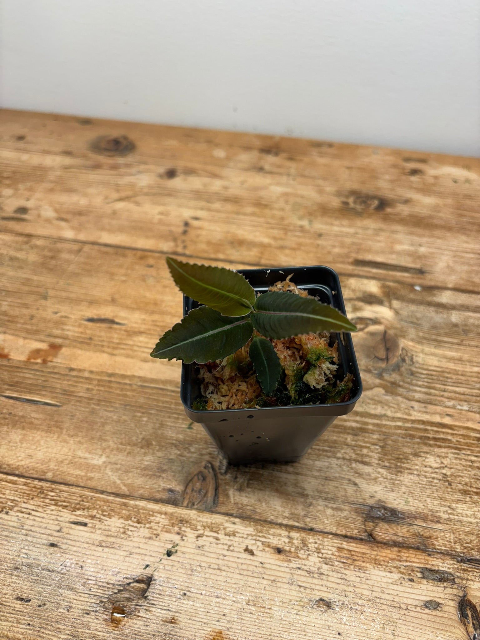 Labisia sp. (Sengau)