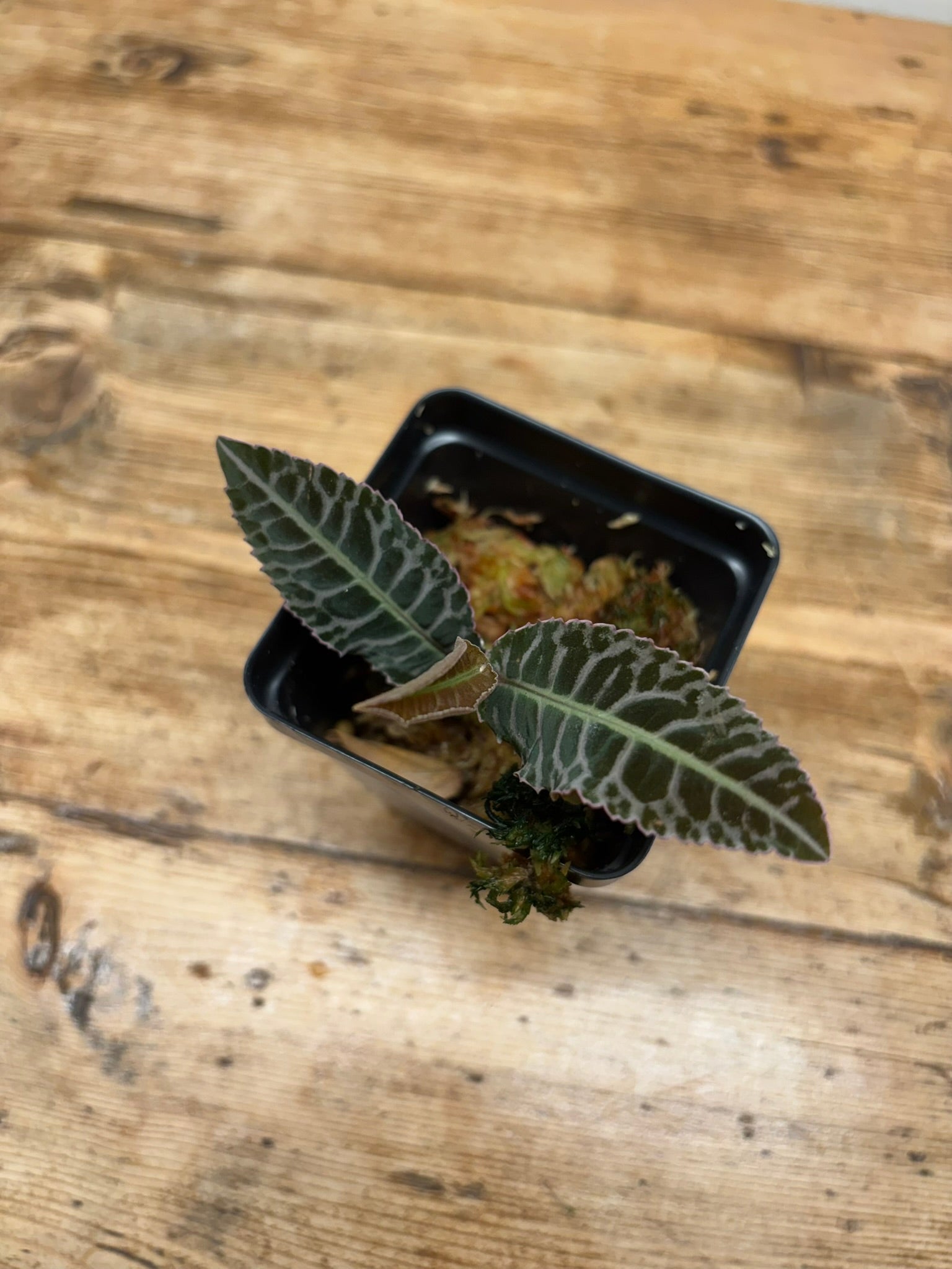 Emblemantha urulata
