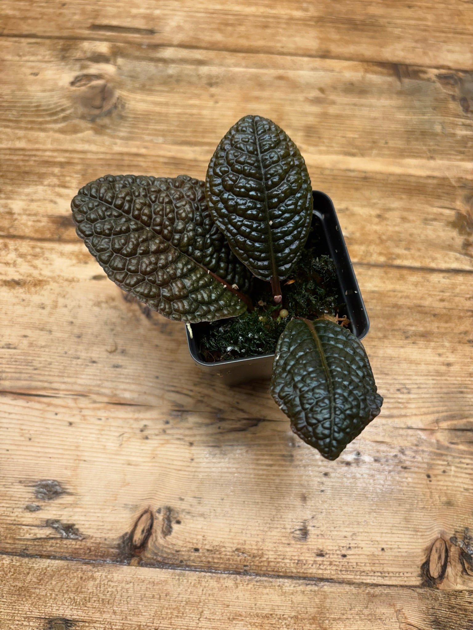 Ardisia cf. obovatifolia