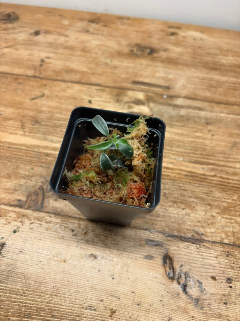 Gesneriad sp. (West Kalimantan)