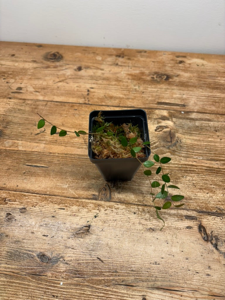 Sphyrospermum buxifolium