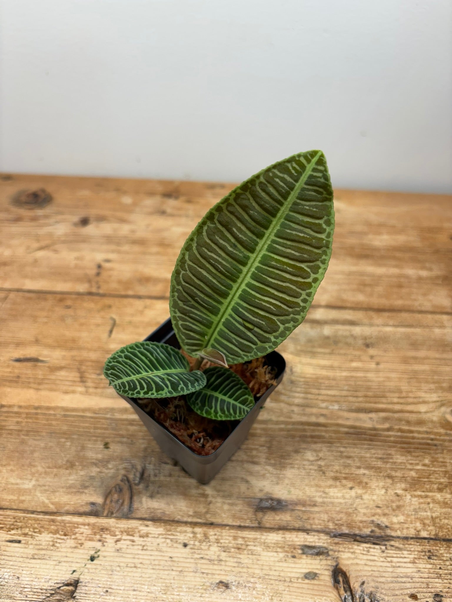 Emblemantha urnulata ‘Delicate Green’