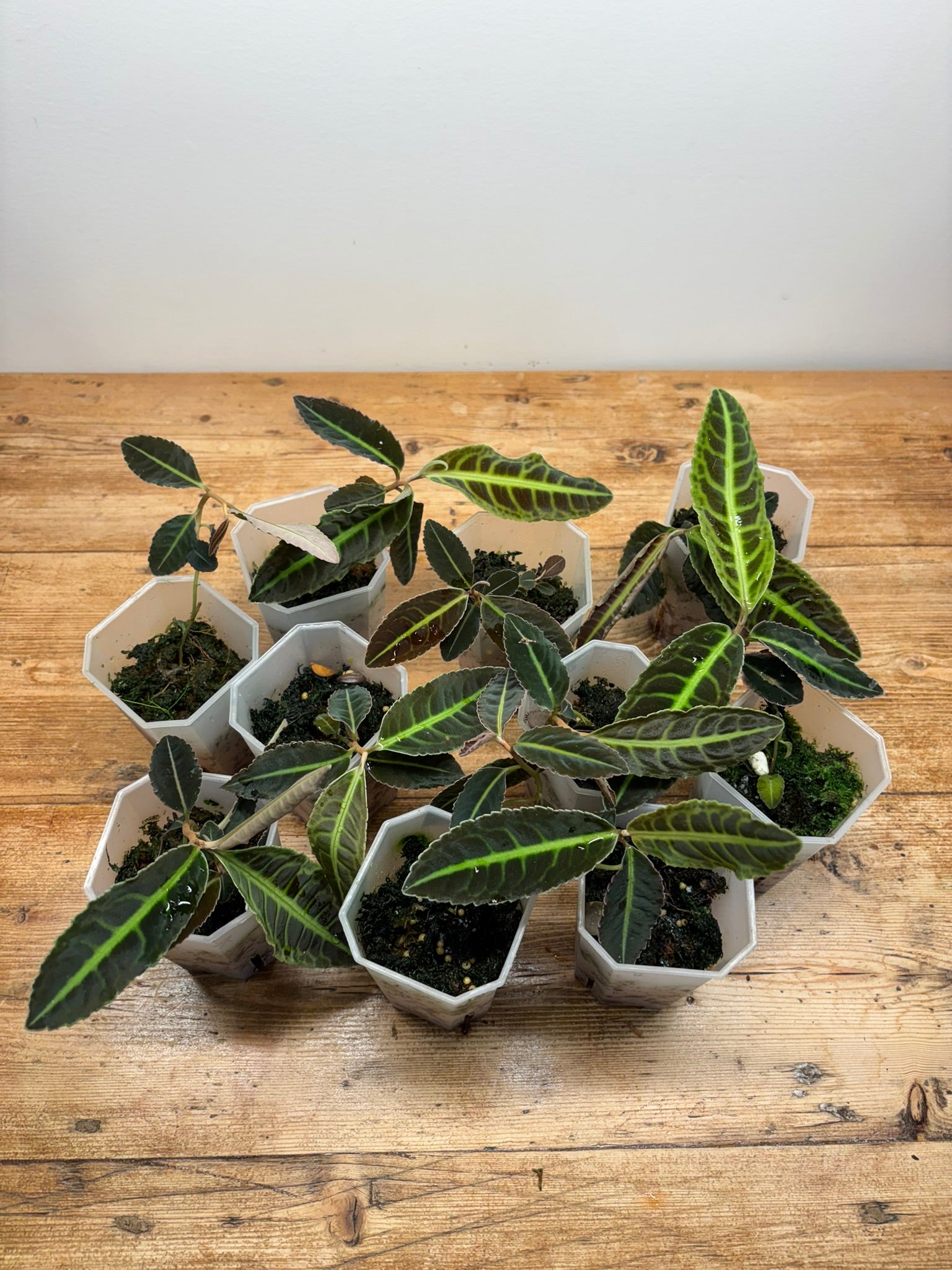 Emblemantha urnulata