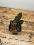 Emblemantha urnulata