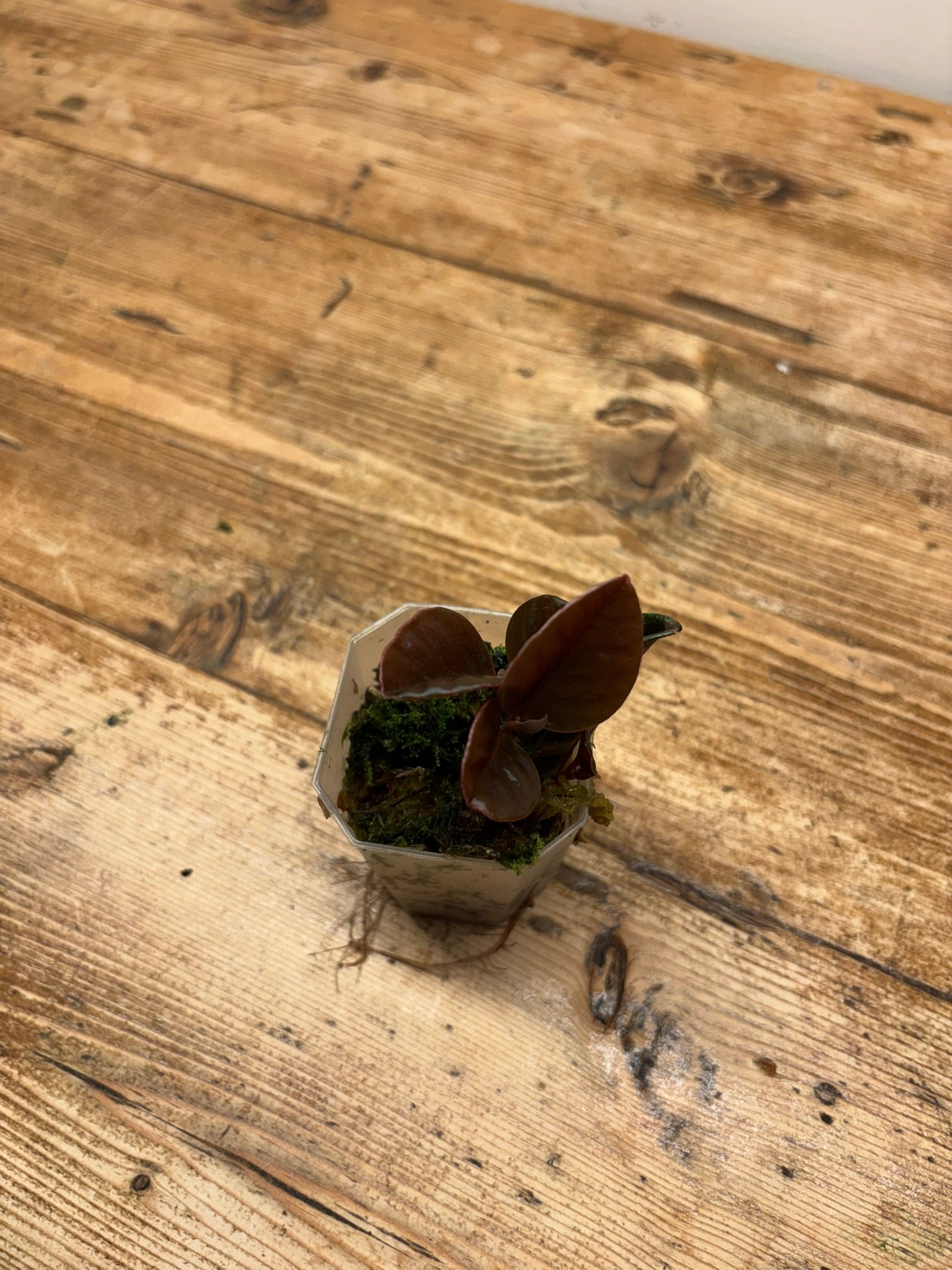 Labisia sp. 'Butterfly'