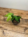 Ceratostema species