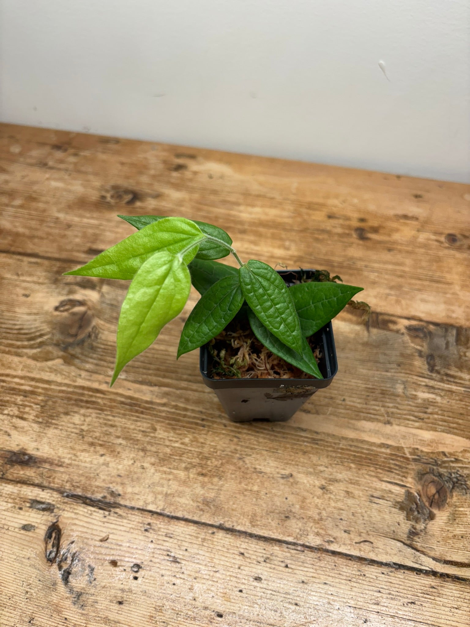 Ceratostema species