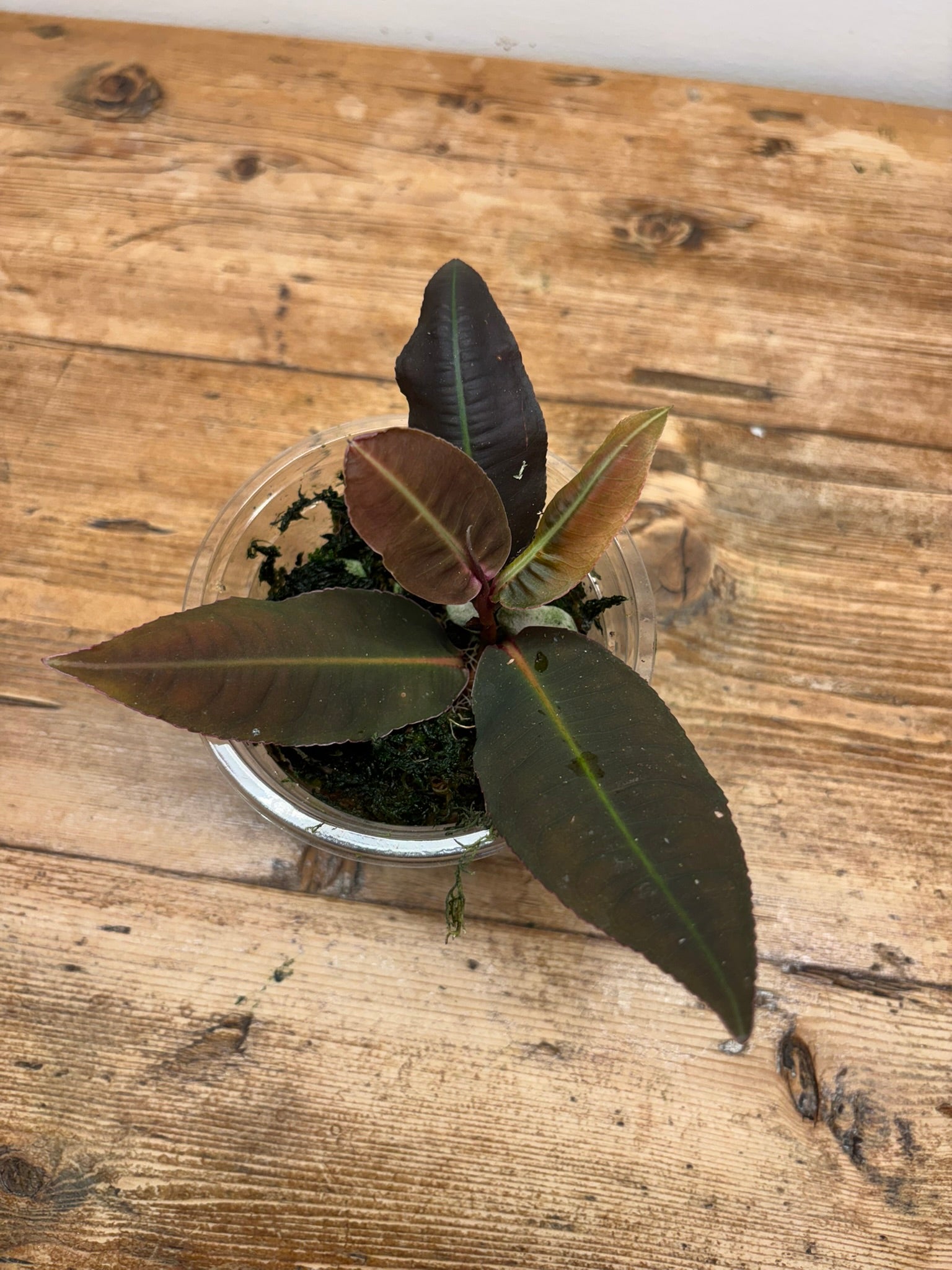 Labisia sp. ‘Neon Stripe’