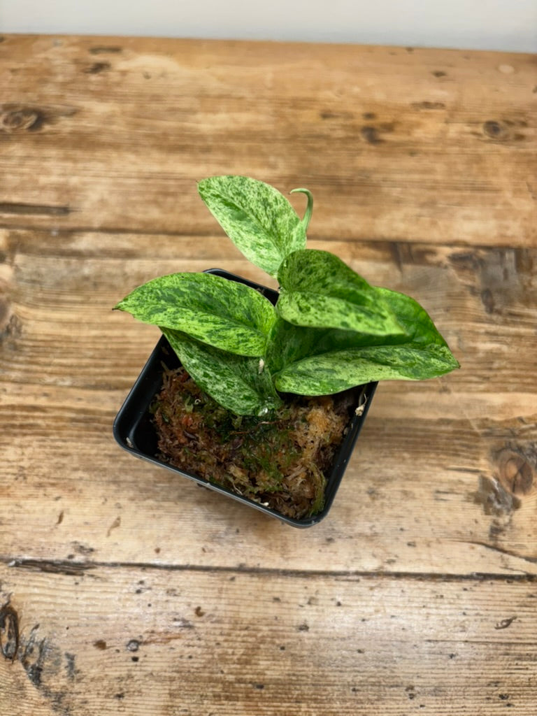 Rhaphidophora korthalsii variegated