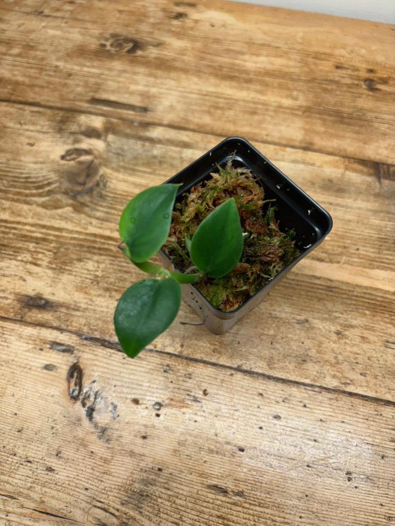 Rhaphidophora hongkongensis